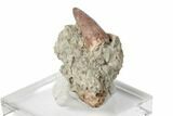 Phytosaur (Redondasaurus) Tooth In Sandstone - New Mexico #189115-2